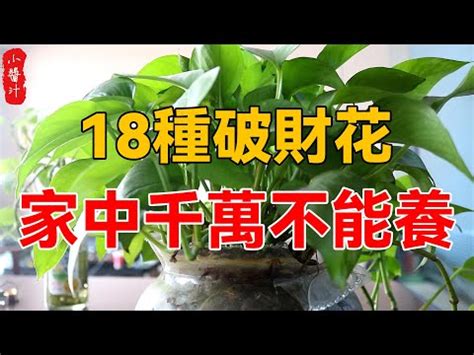 白蘭花樹風水